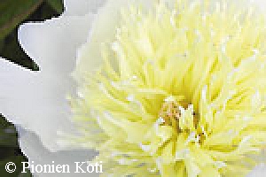 Paeonia lactiflora 'Cheddar Gold', kiinanpioni
